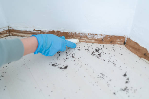 Best Termite Inspection and Treatment  in Princeton, KY